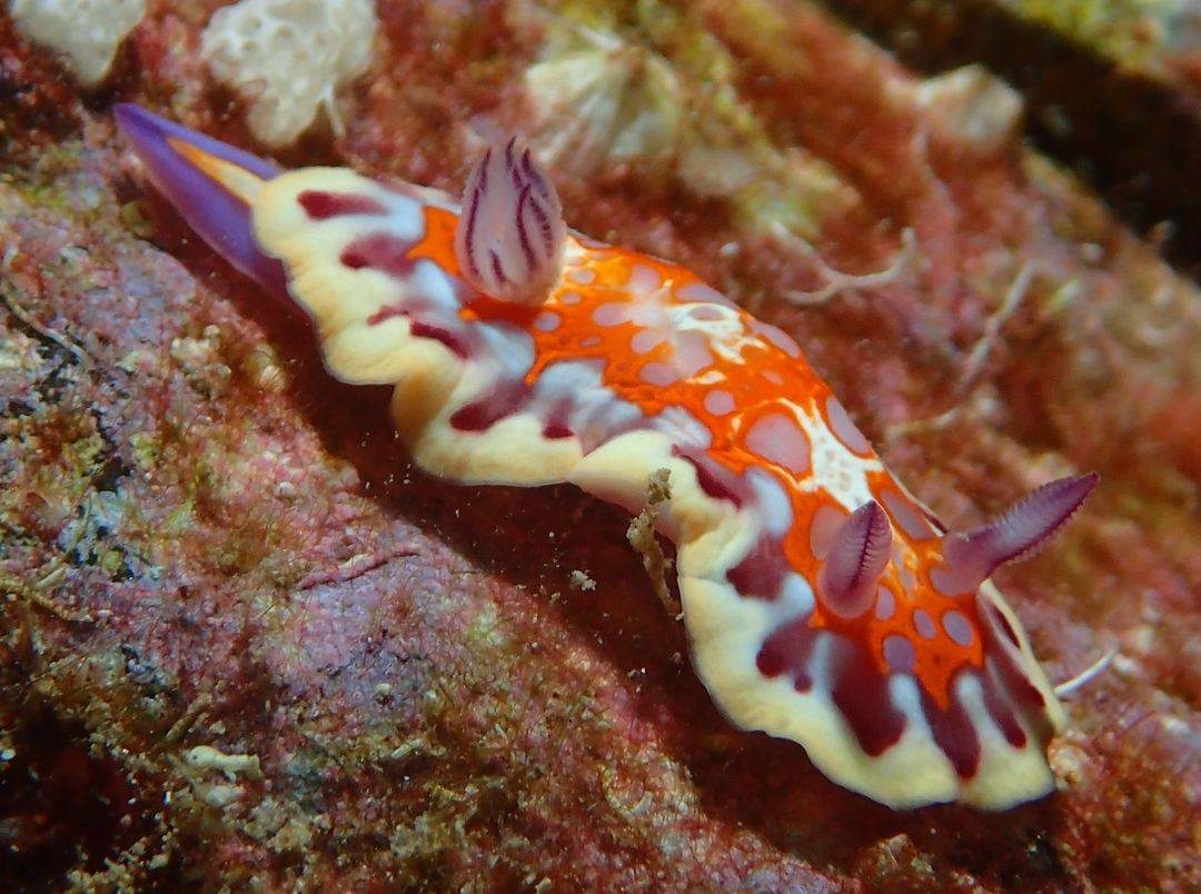 Happy International Sea Slug and Nudibranch Day! 🐌🌊 These colourful ...