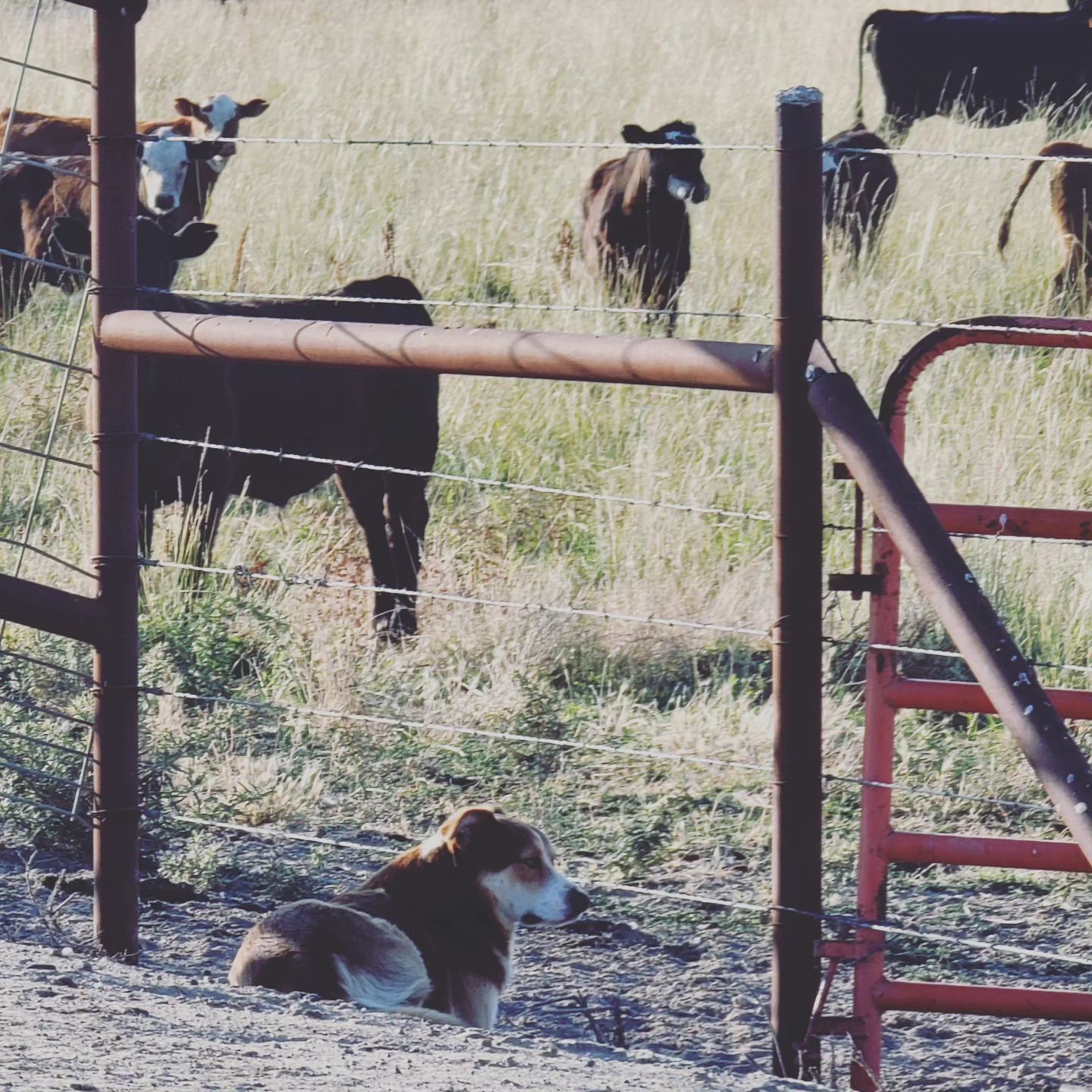 K-Arrow Ranch | Oakdale CA