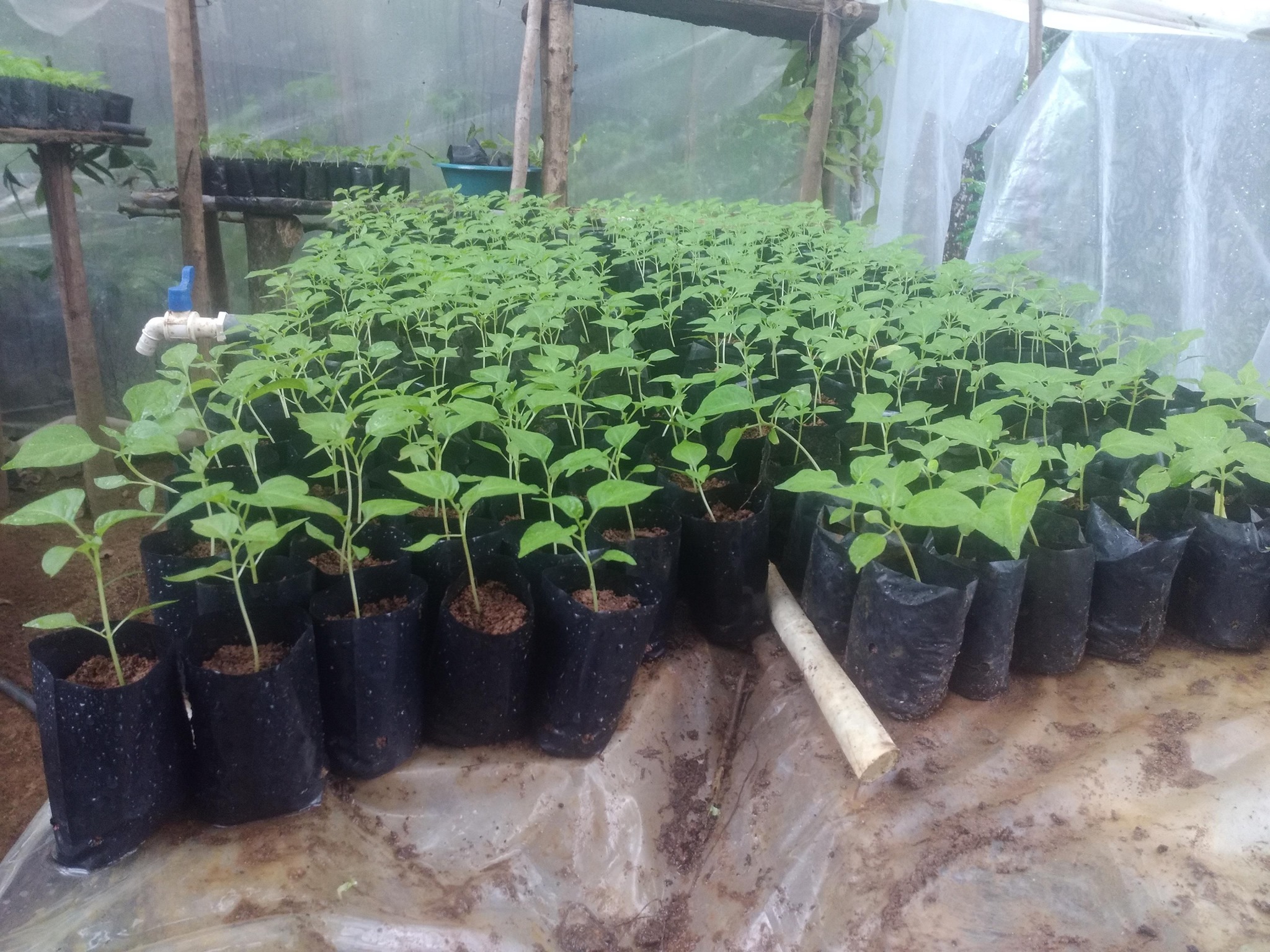 NAI MIRIS Plants - නයිමිරිස් පැල