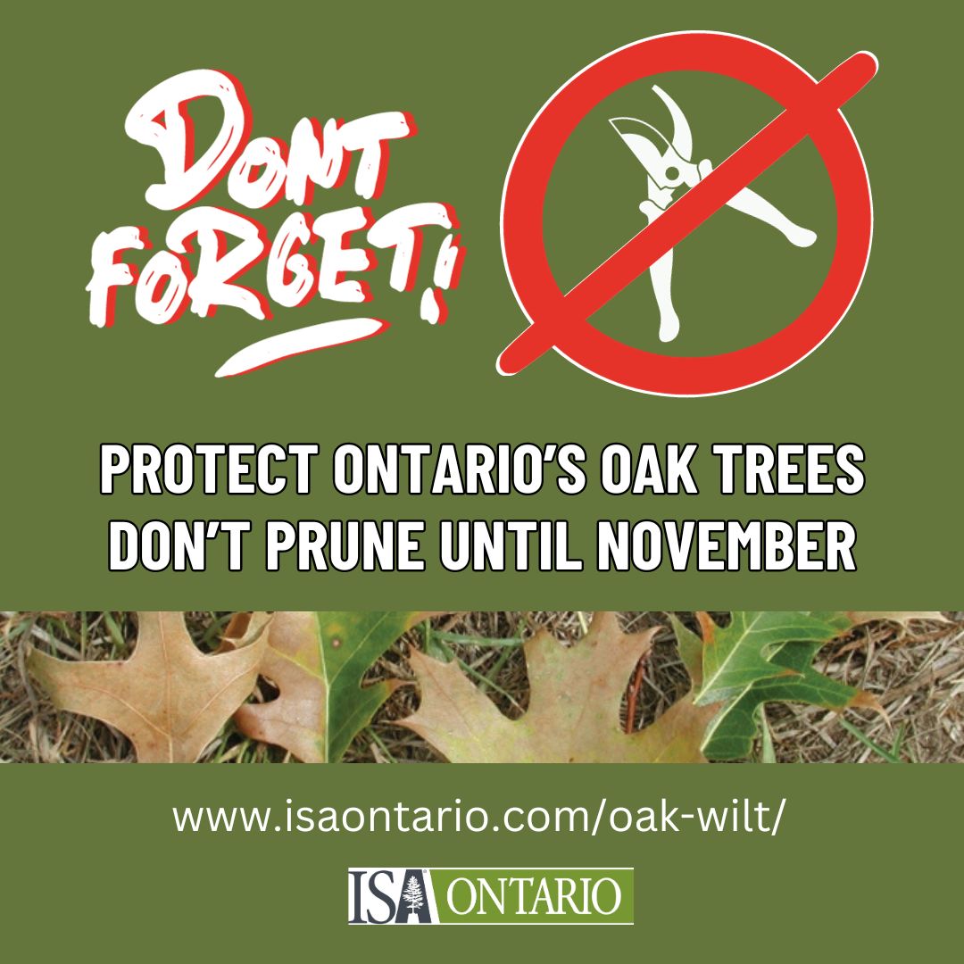 ISA - Help prevent the spread of oak wilt disease. What you can do ...