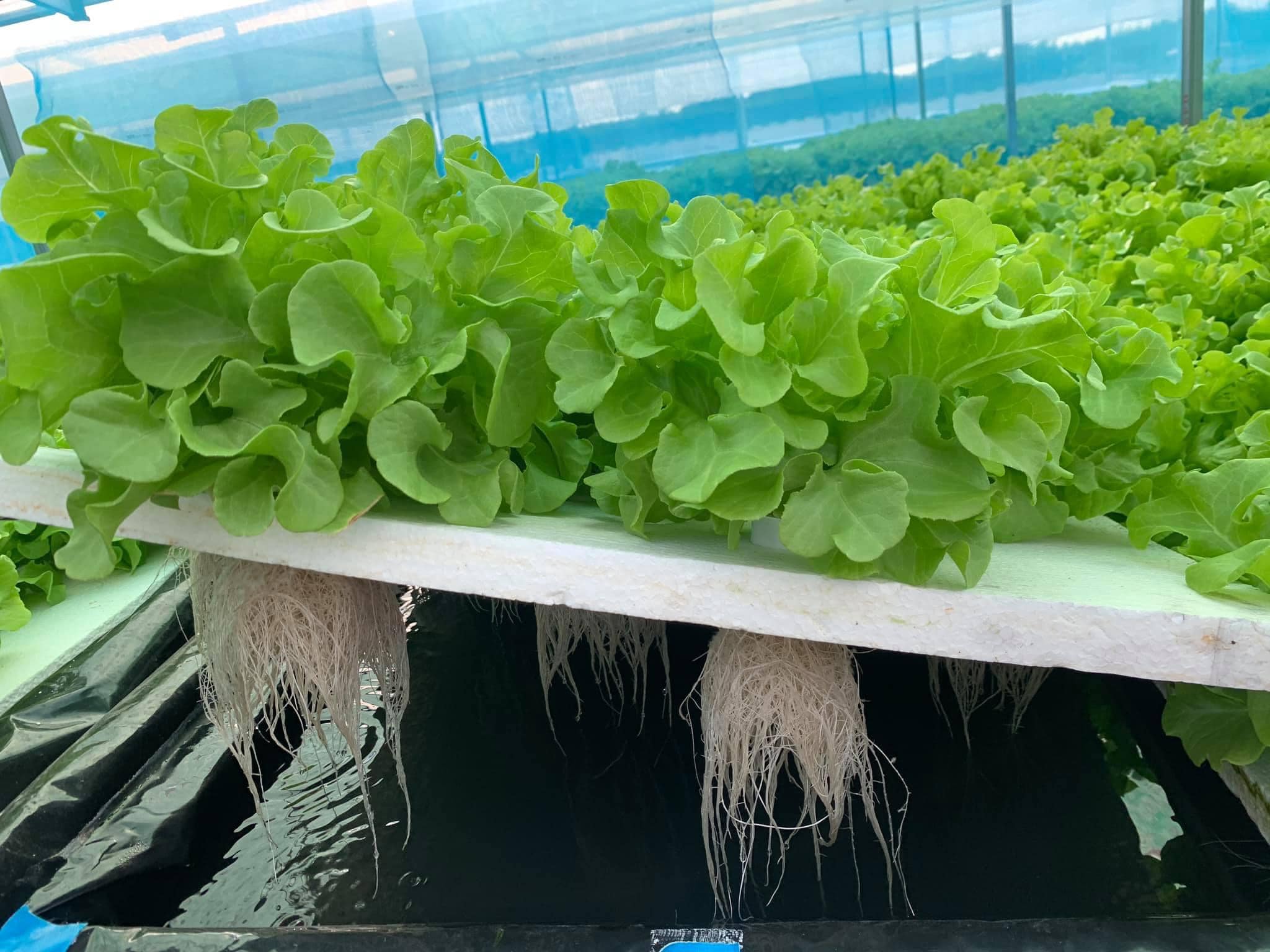 Advance Hydroponic Farm