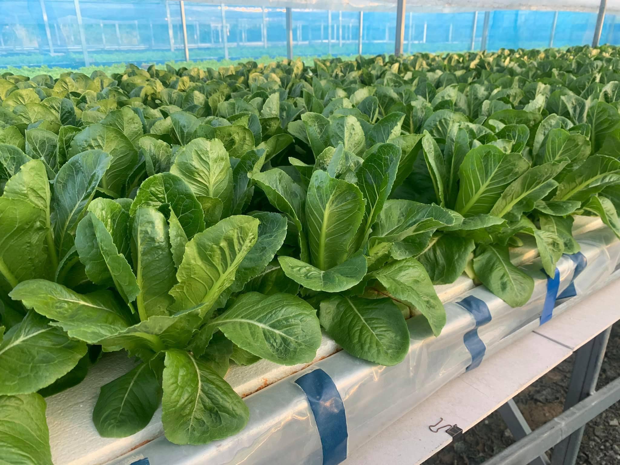Advance Hydroponic Farm