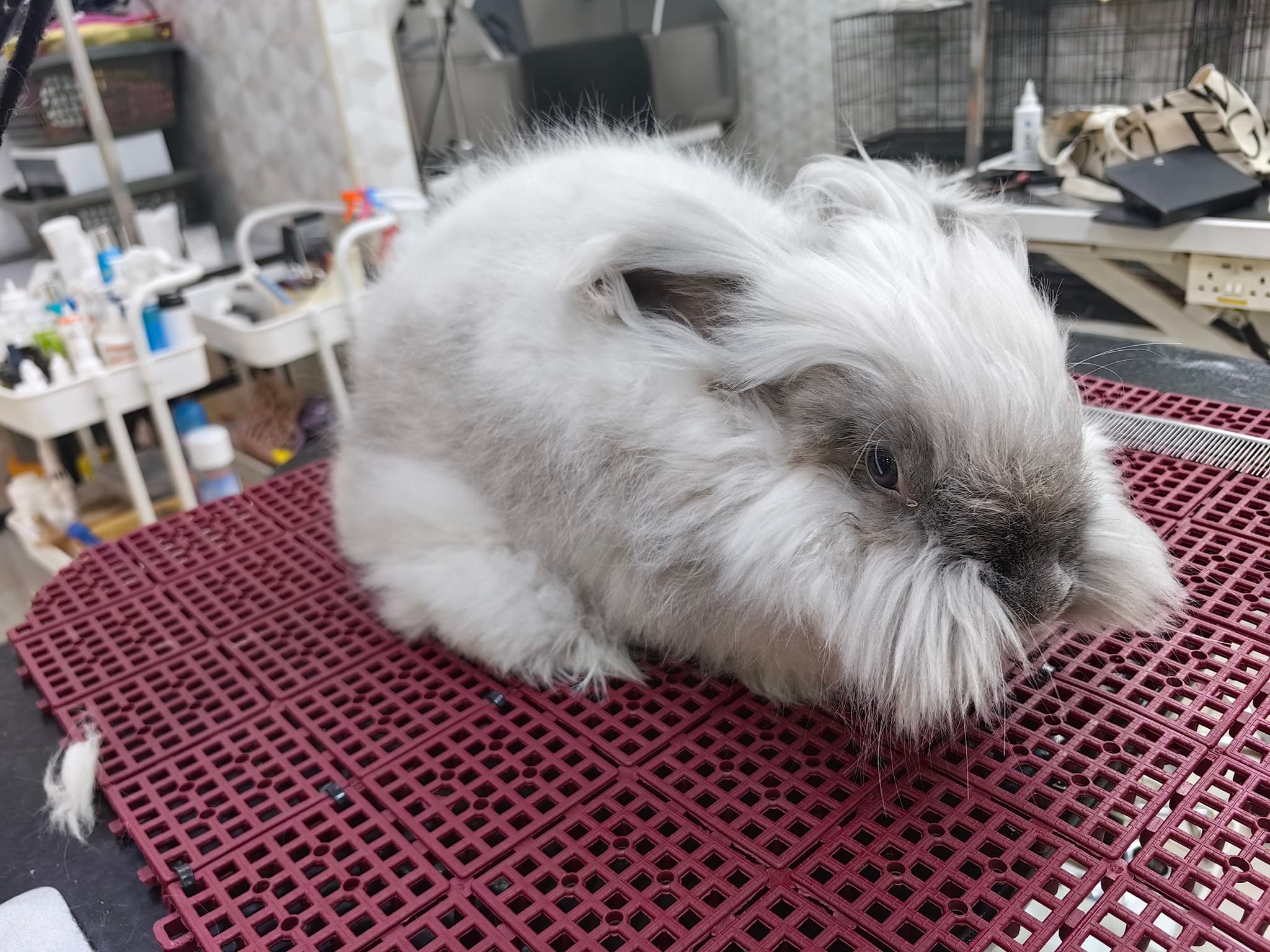 YEE Rabbitry | Kuala Lumpur