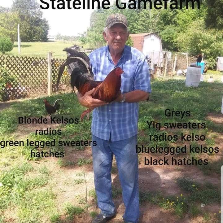 5k sweater stag available now on Stateline GameFowl Farm call or text ...