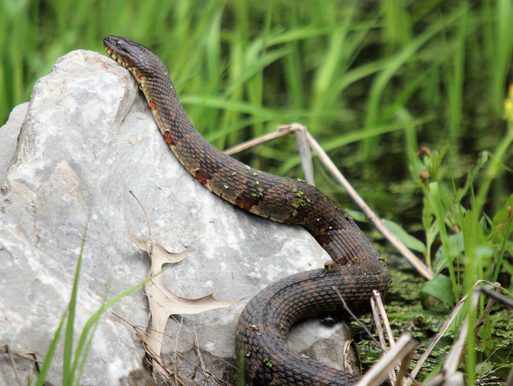 A water snake with 🐠📸 1/2500 f/6.3 iso800 Nikon z9
