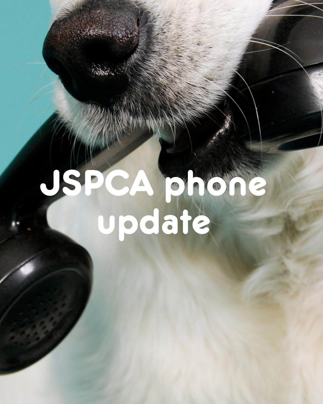 JSPCA Animals' Shelter | St. Helier