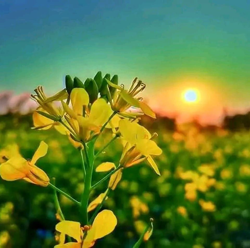 RK Raju Rasel