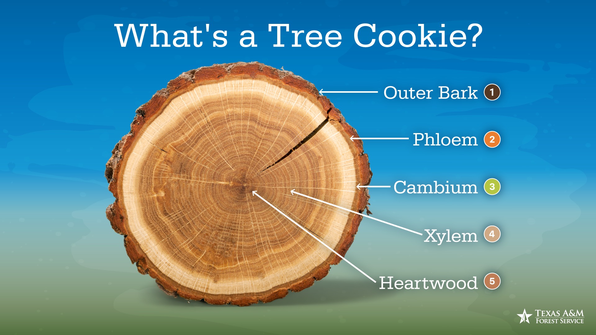 It’s National Cookie Day! 🍪🌲Our... - Texas A&M Forest Service