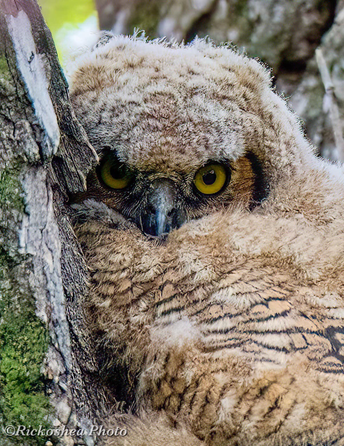 First trial with Tamron SP 150-600mm lens on Sony A99 ii