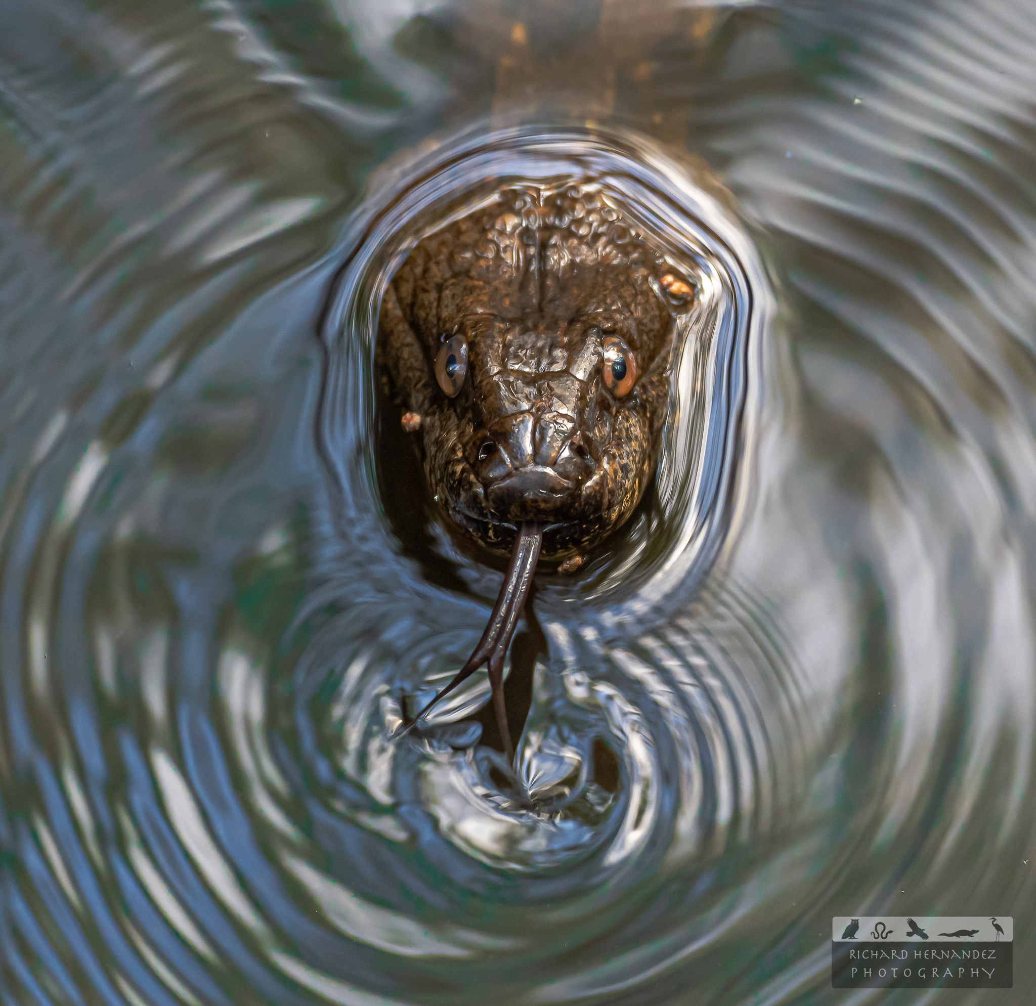 A water snake with 🐠📸 1/2500 f/6.3 iso800 Nikon z9