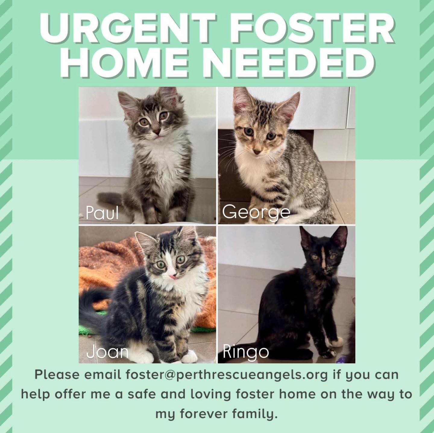 Perth - 🚨‼️ URGENT FOSTER CARE NEEDED ‼️🚨 These 4 gorgeous kittens are ...