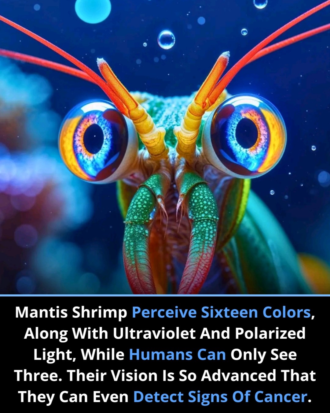 Discovery - 🌈 The Super Vision of Mantis Shrimp 🦐 Humans see the world ...
