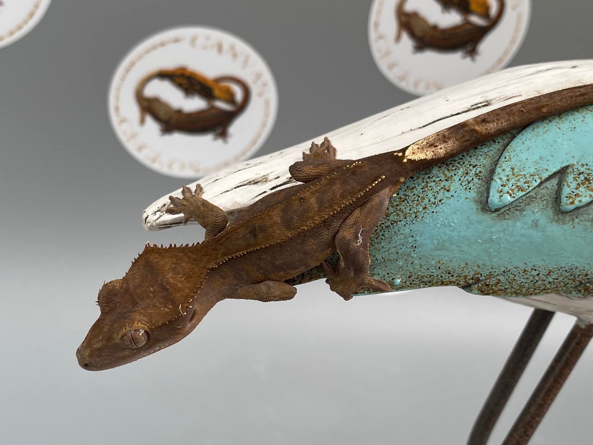 Canvas Geckos - Thinking about joining the DARK SIDE?? I...