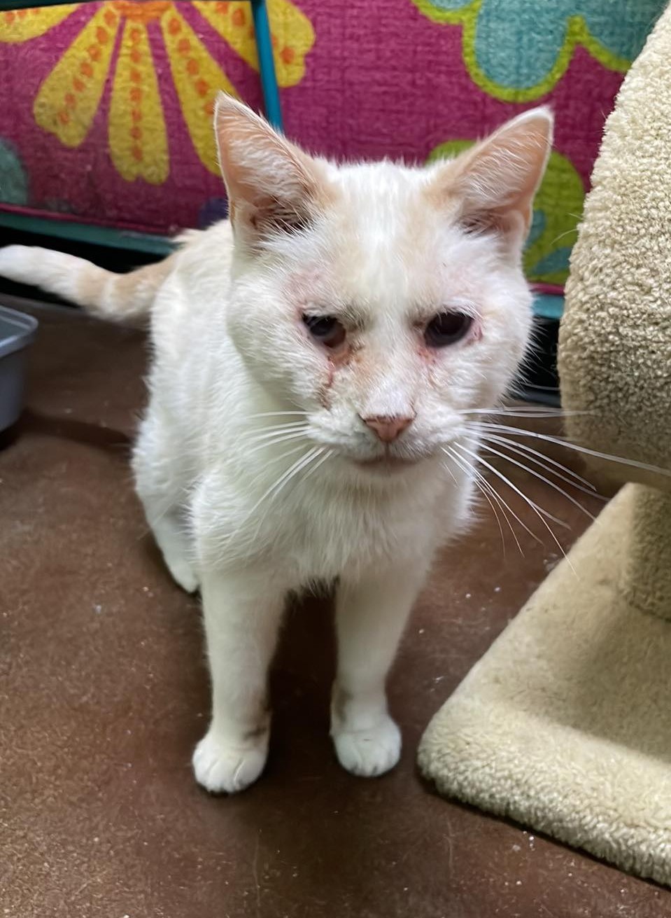 🥰 This cute little cream pointe... - C.A.R.E. Animal Rescue | Facebook