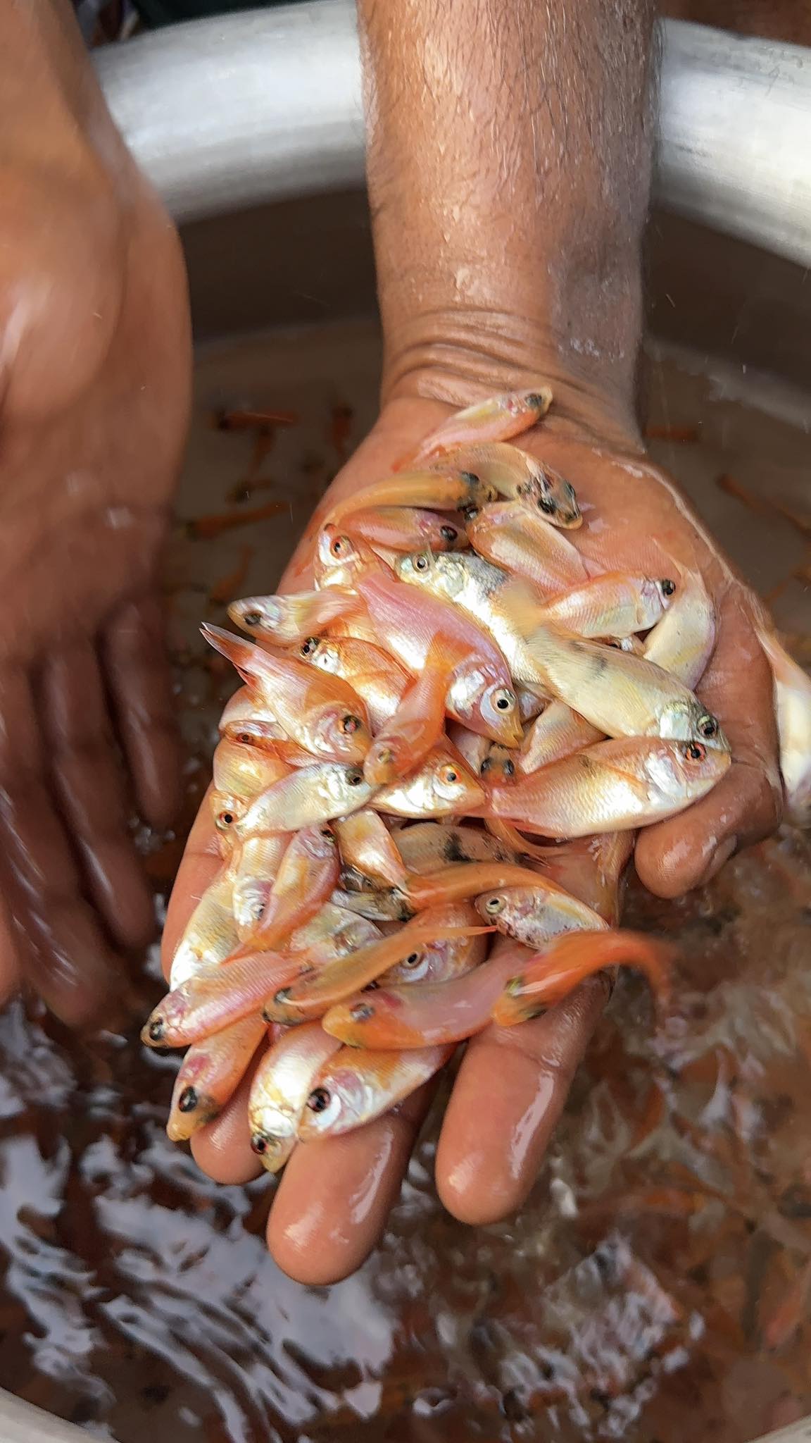 মাহিরা মৎস্য হ্যাচারী - Mahira Fish Farm | Mymensingh