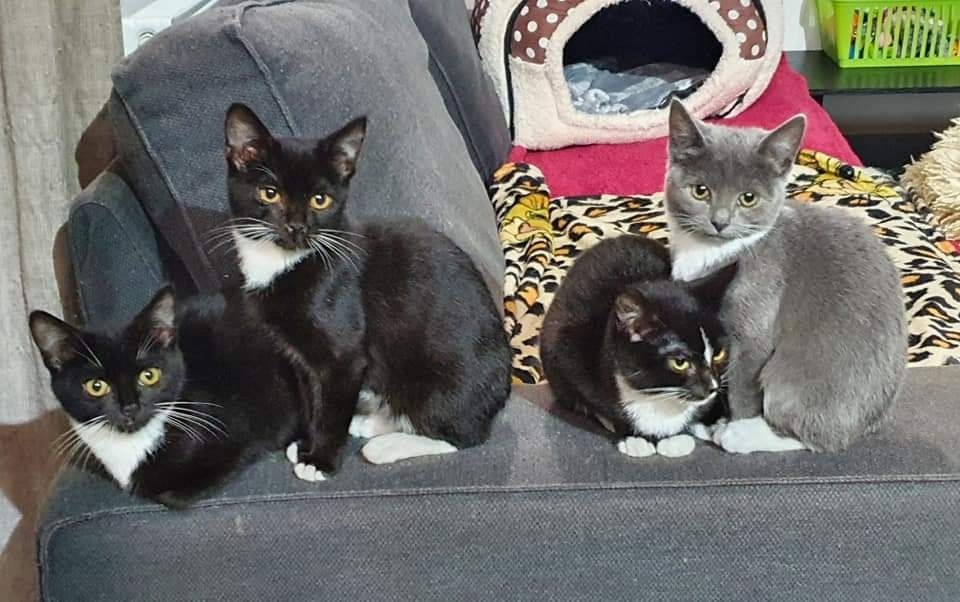 Please... - Mansfield Cat Rescue registered charity 1193319 | Facebook