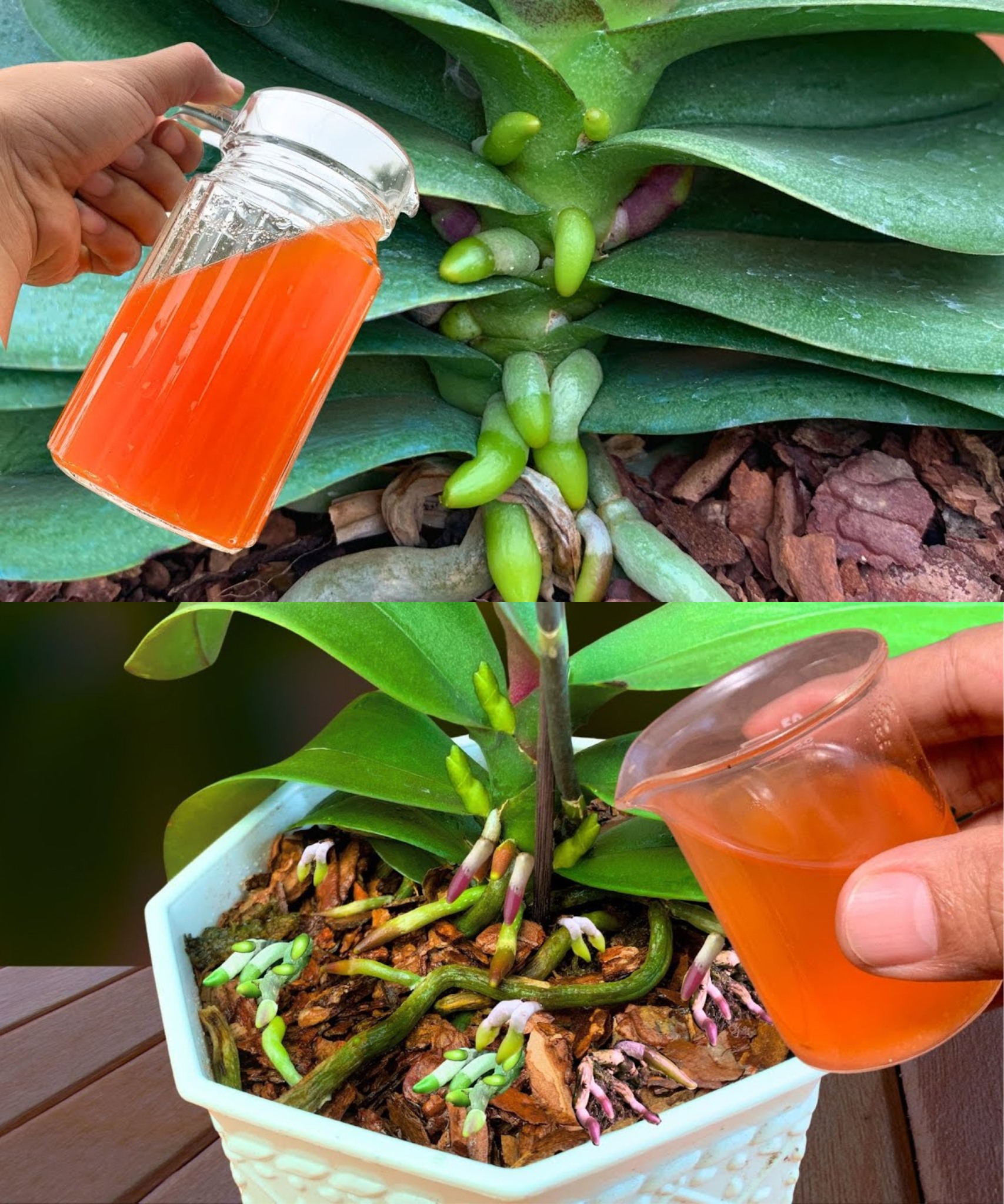 Fertilizante Líquido Resurrection – 50 Ml, Nutrientes De Acción Rápida Para Plantas, árboles Frutales Y Jardines