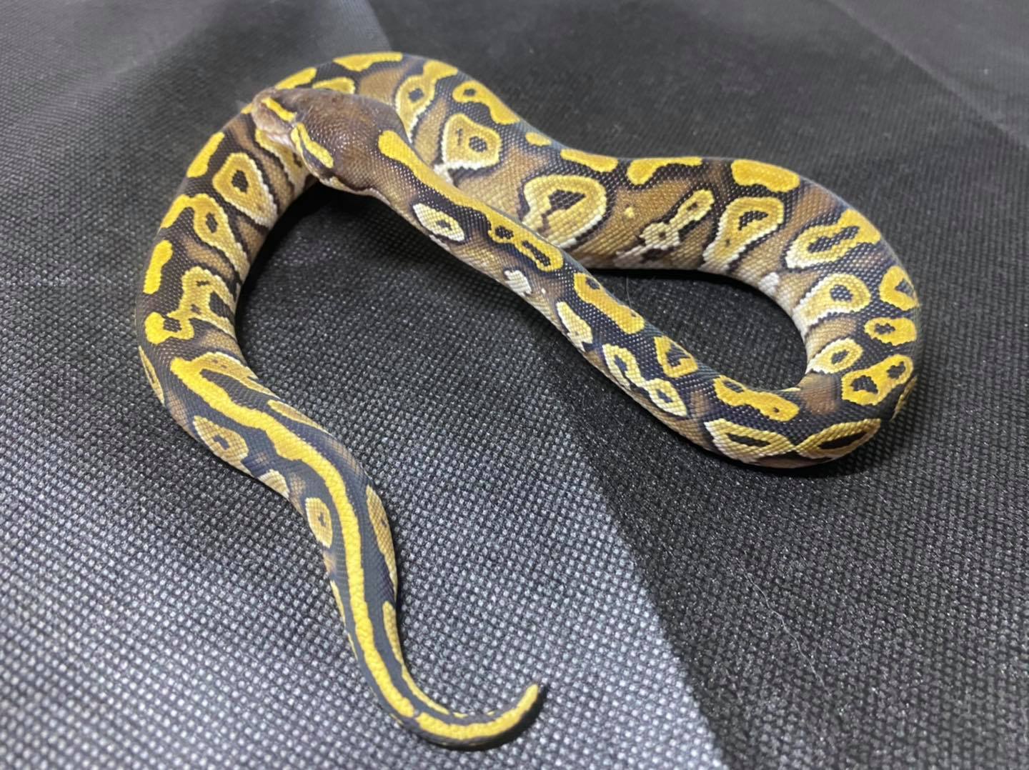 Pirate with his new paint job such an... - Aftermorph Pythons