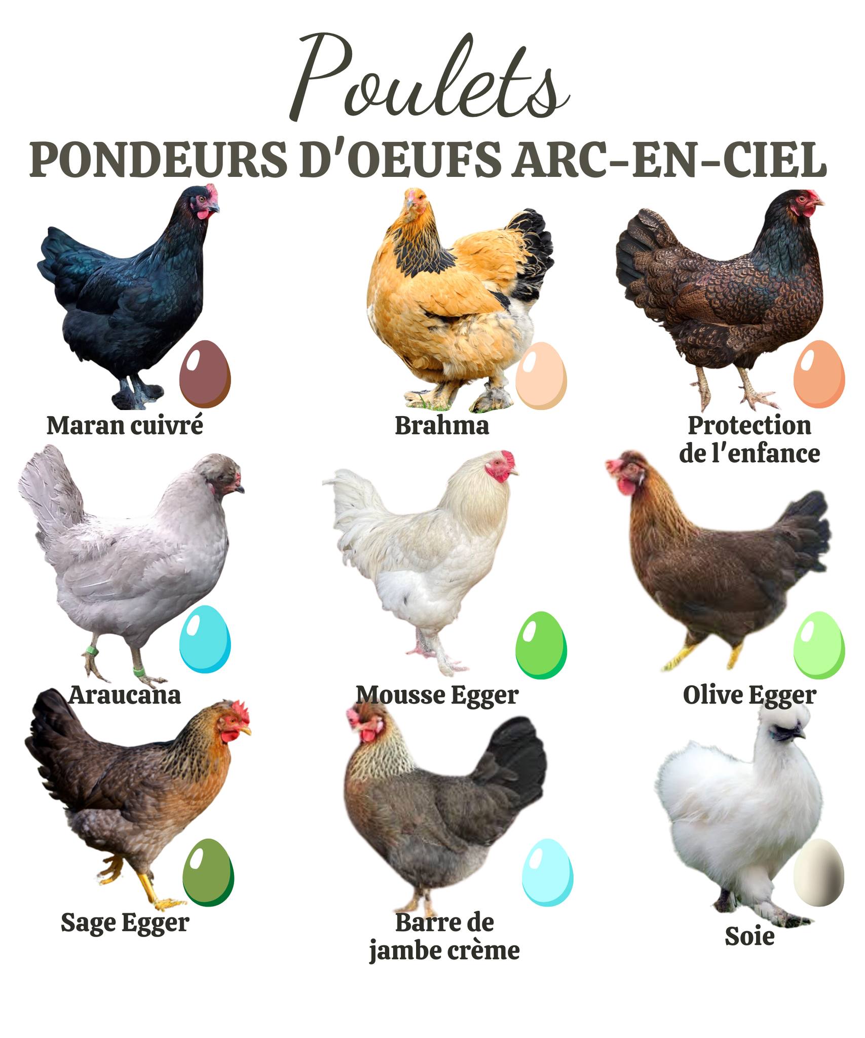 Mamie - Différentes races pondent des œufs de couleurs variées, allant ...