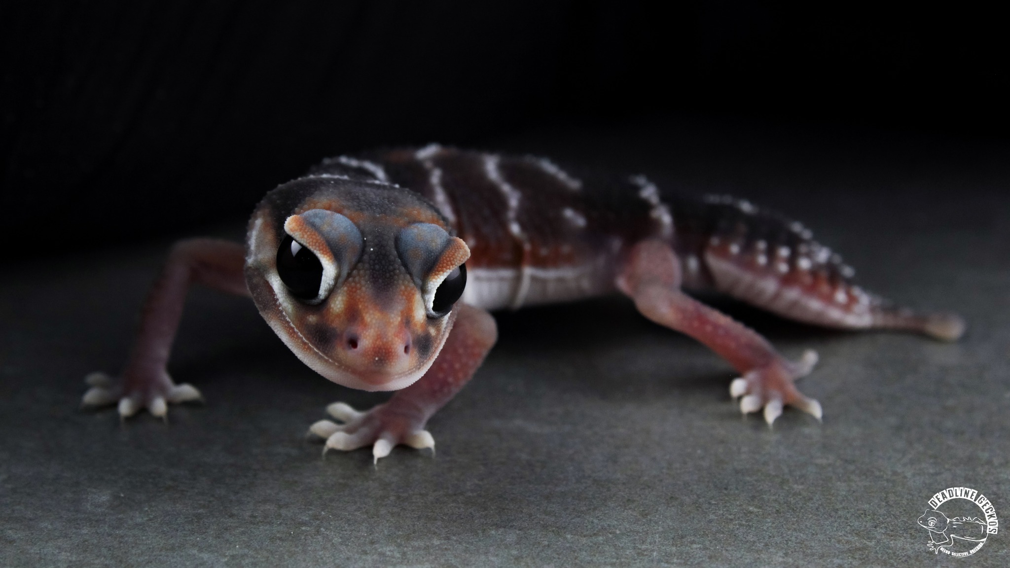 didiegecko-aft-didiegecko-aft-added-a-new-photo