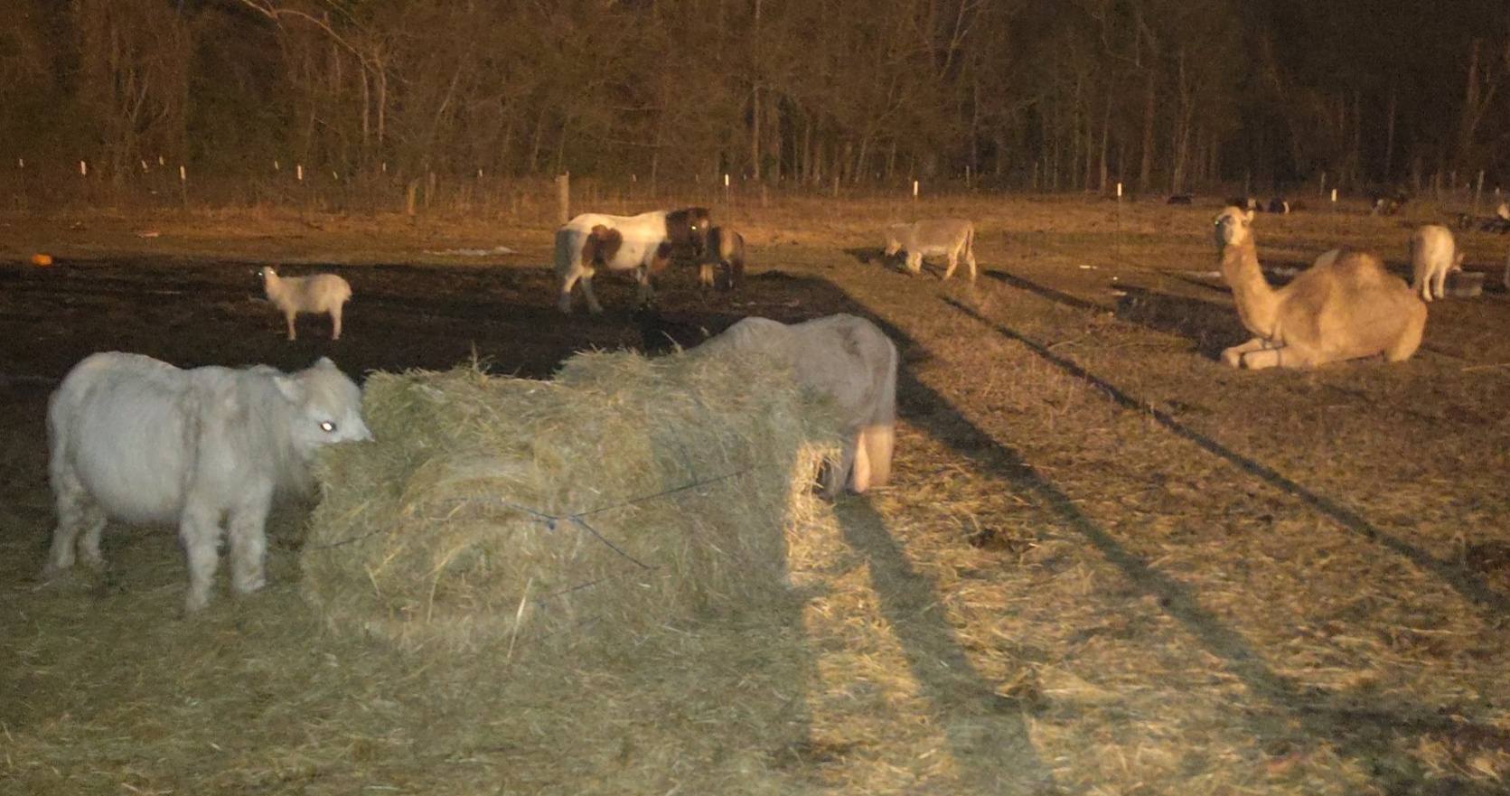 Big M Ranch | Elizabethtown NC