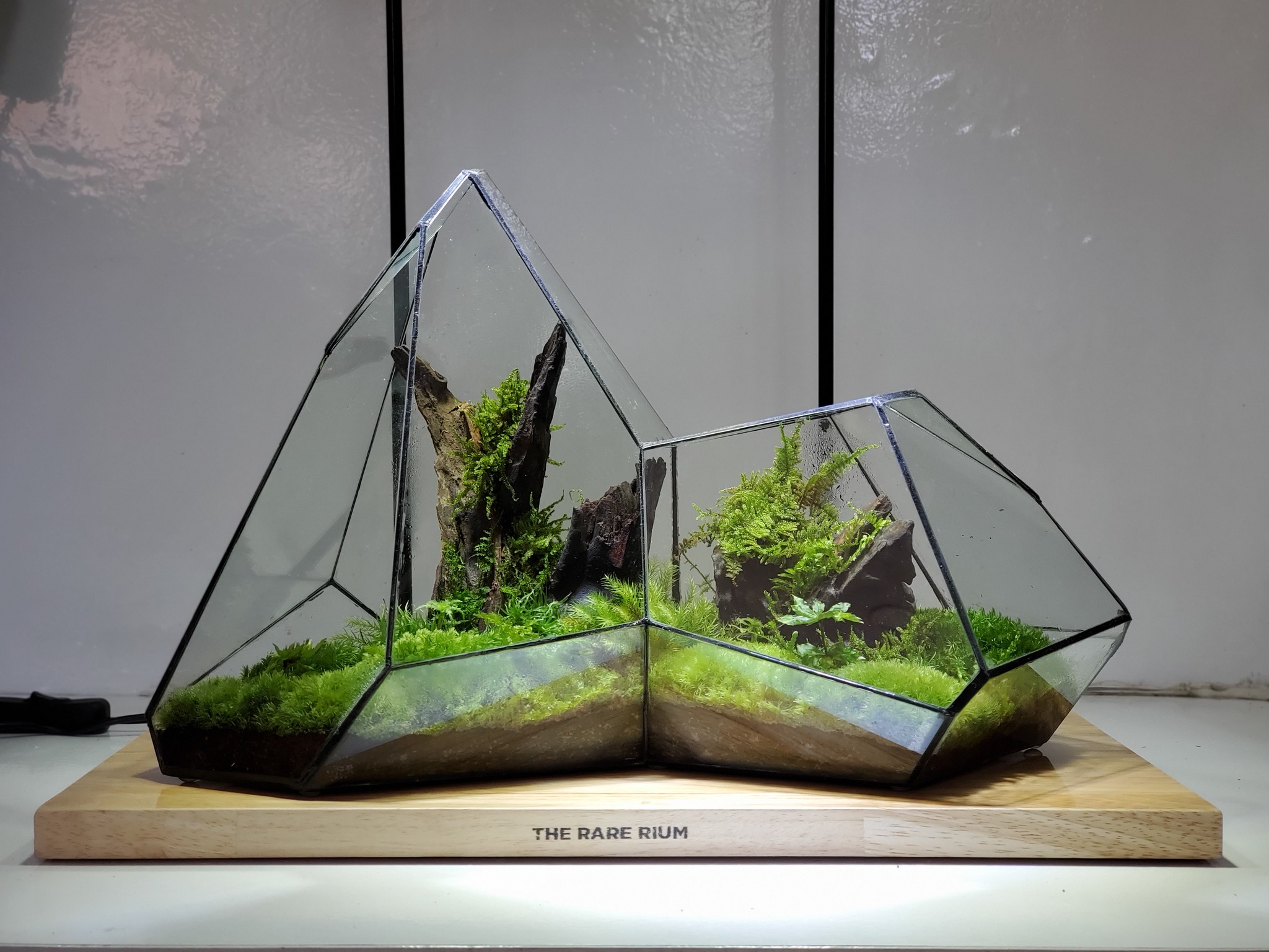 The Rare Rium - Plant &... - The Rare Rium - Plant & Moss Art
