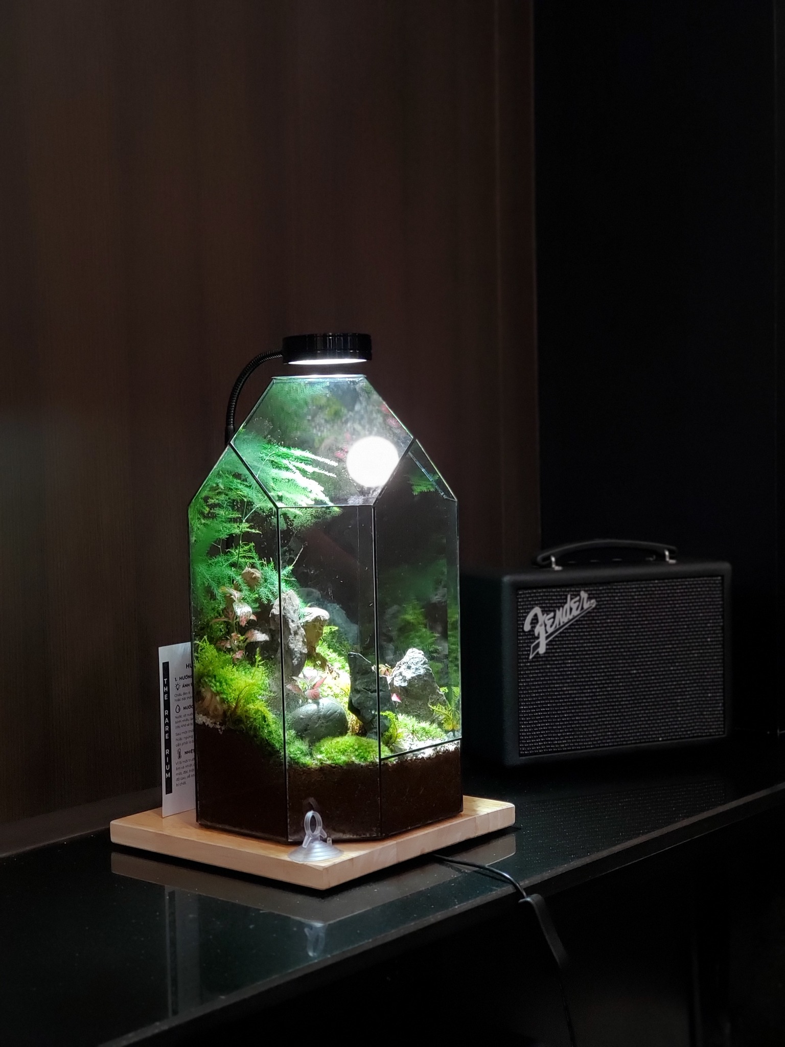 The Rare Rium - Plant &... - The Rare Rium - Plant & Moss Art