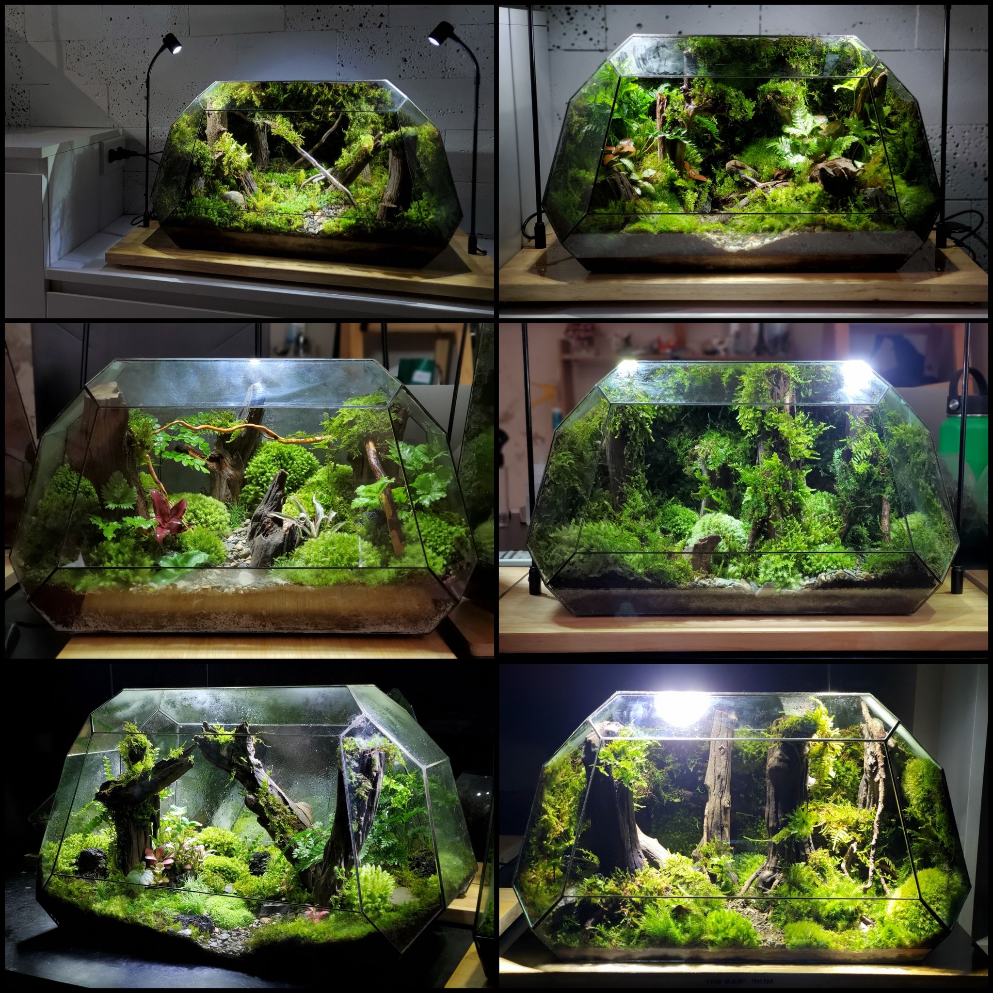 The Rare Rium - Plant &... - The Rare Rium - Plant & Moss Art