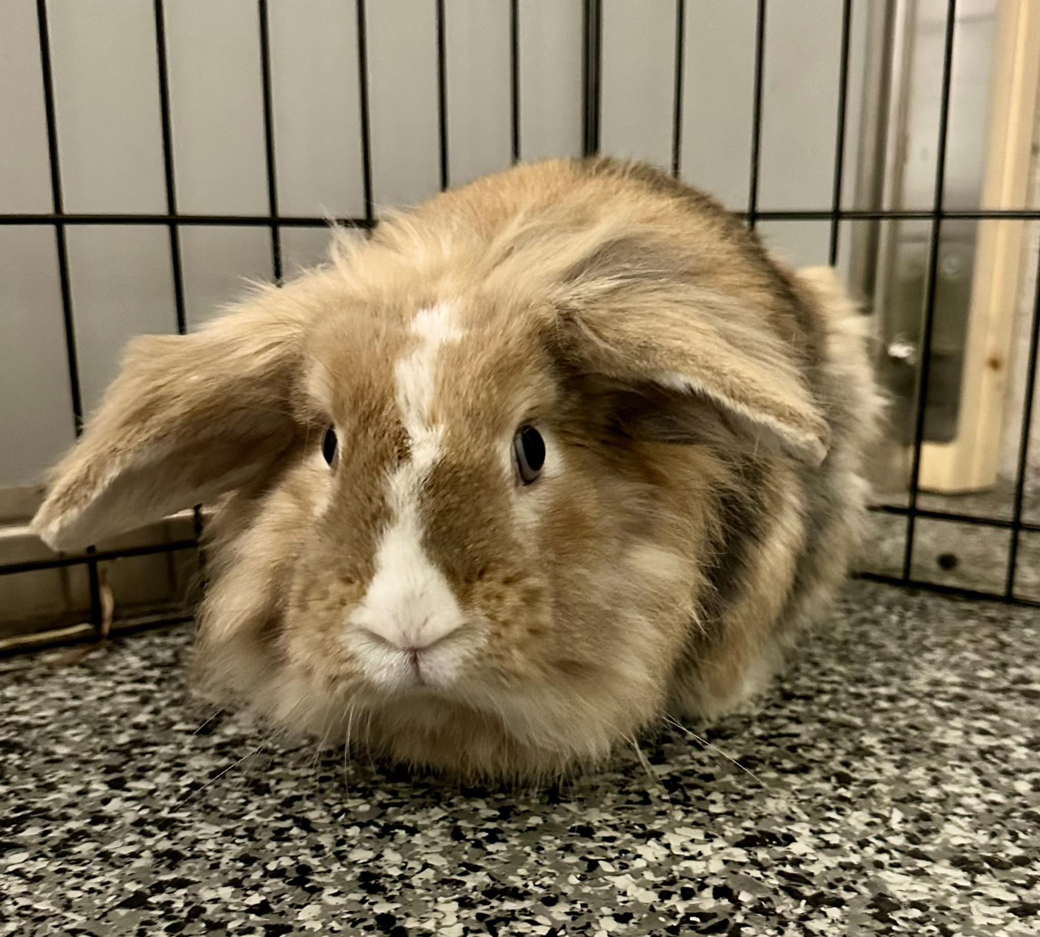 AVAILABLE FOR ADOPTION! Meet... - Marshfield Animal Control