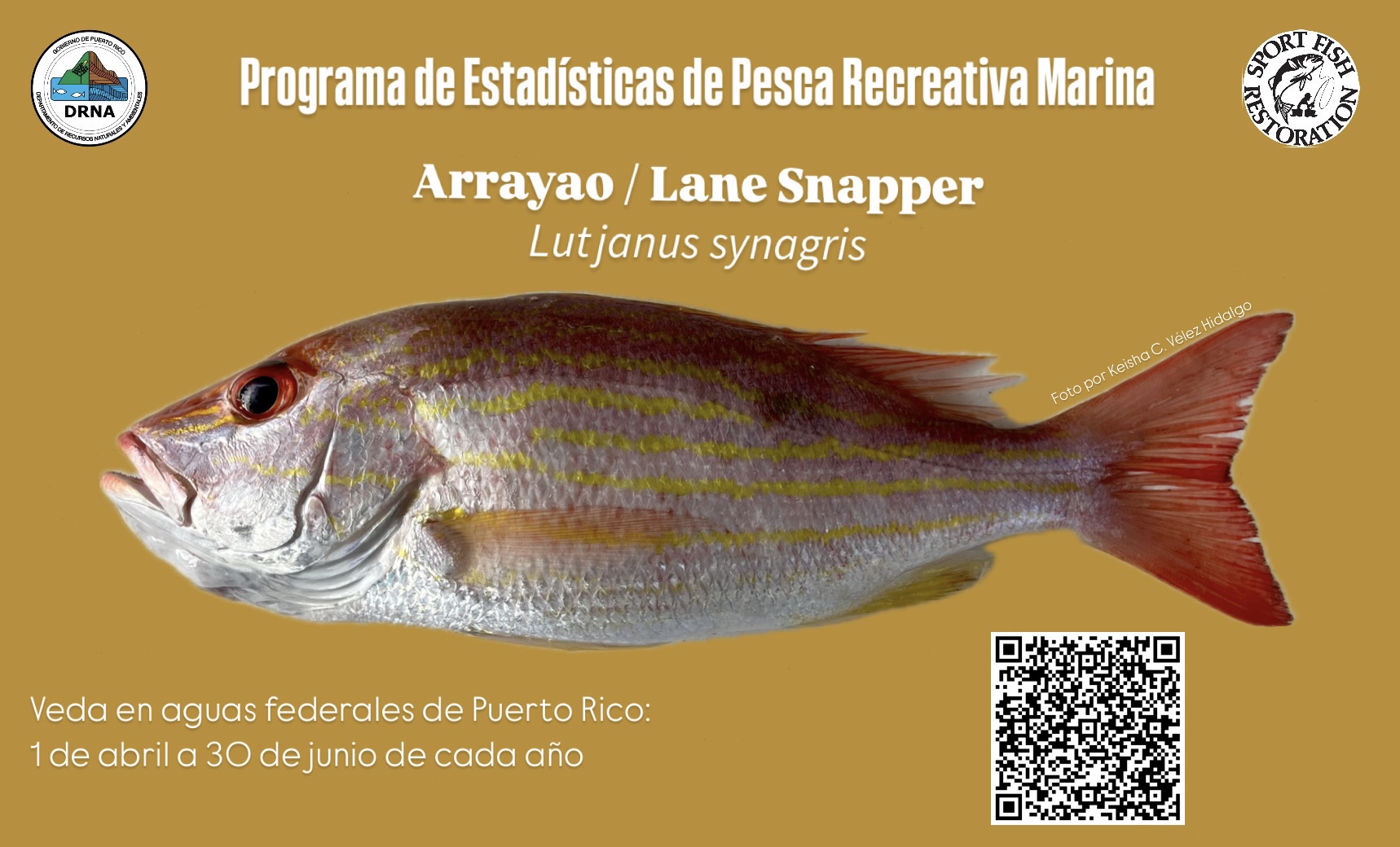 Programa de Estadisticas de Pesca Recreativa Marina de Puerto Rico ...