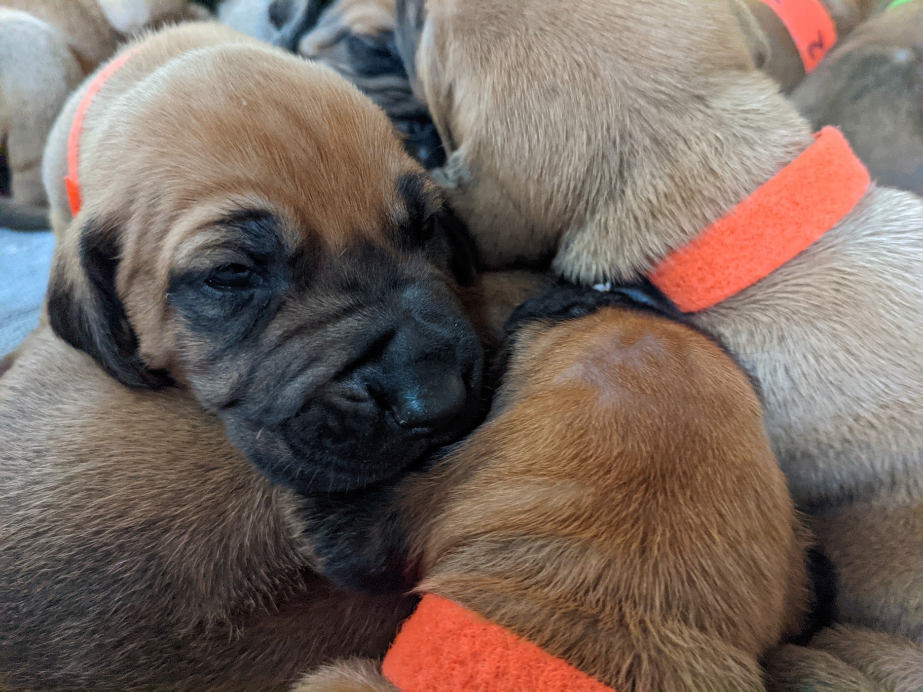 Jarracada Rhodesian Ridgeback Kennels
