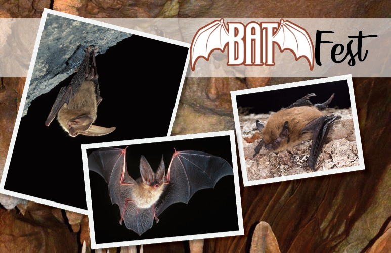 Bat Fest