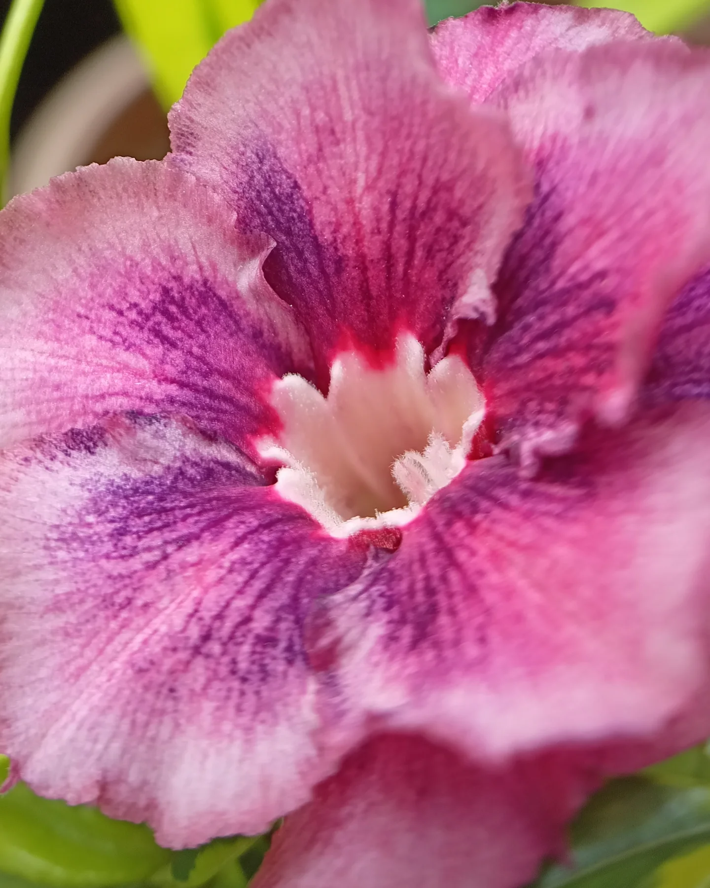 Pnp - 🌺 Adenium Up Close — Where Every Vein, Shade, And Curve Tells A ...