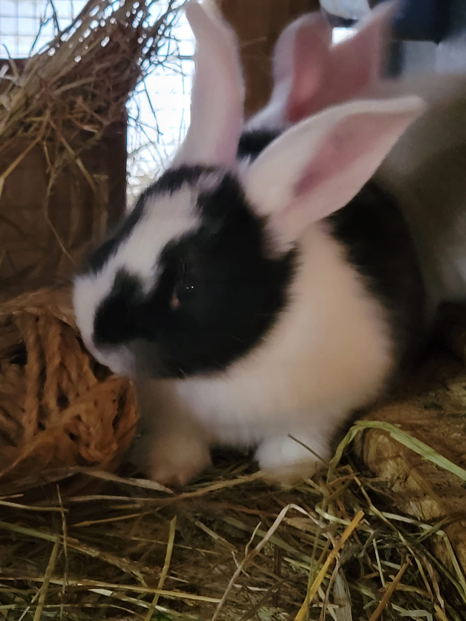 Soluna Ranch Rabbitry Continental Giants