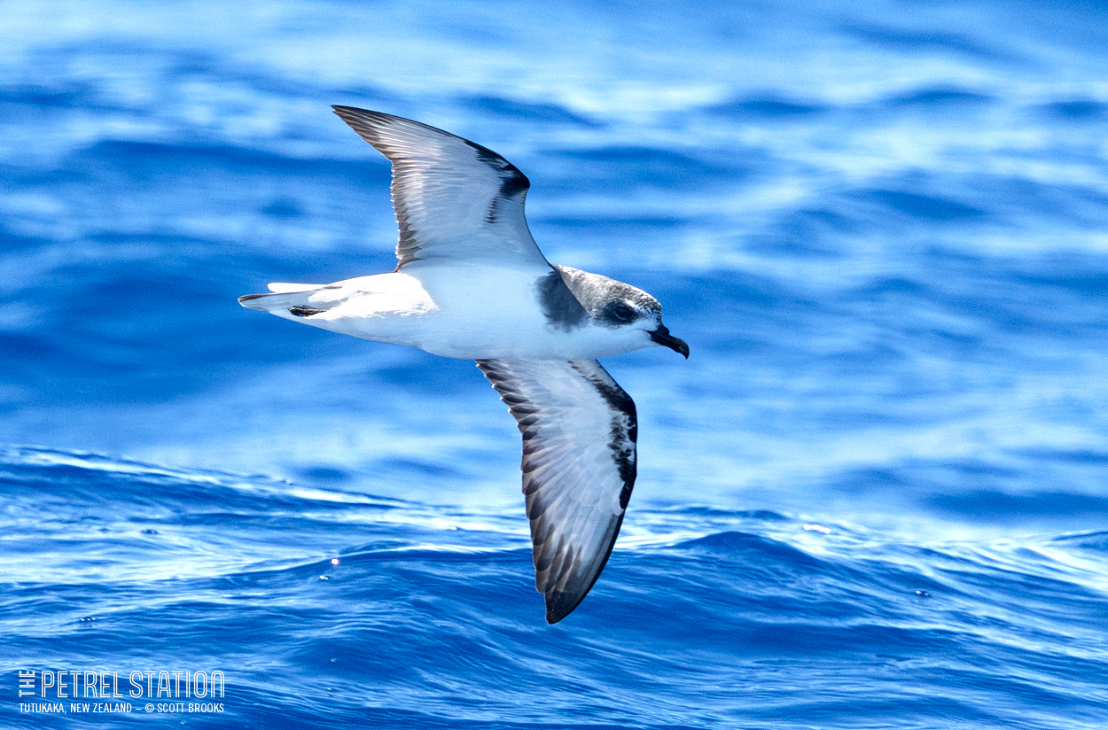The Petrel - Pycroft's Petrel – The Petrel Station seabird tours ...