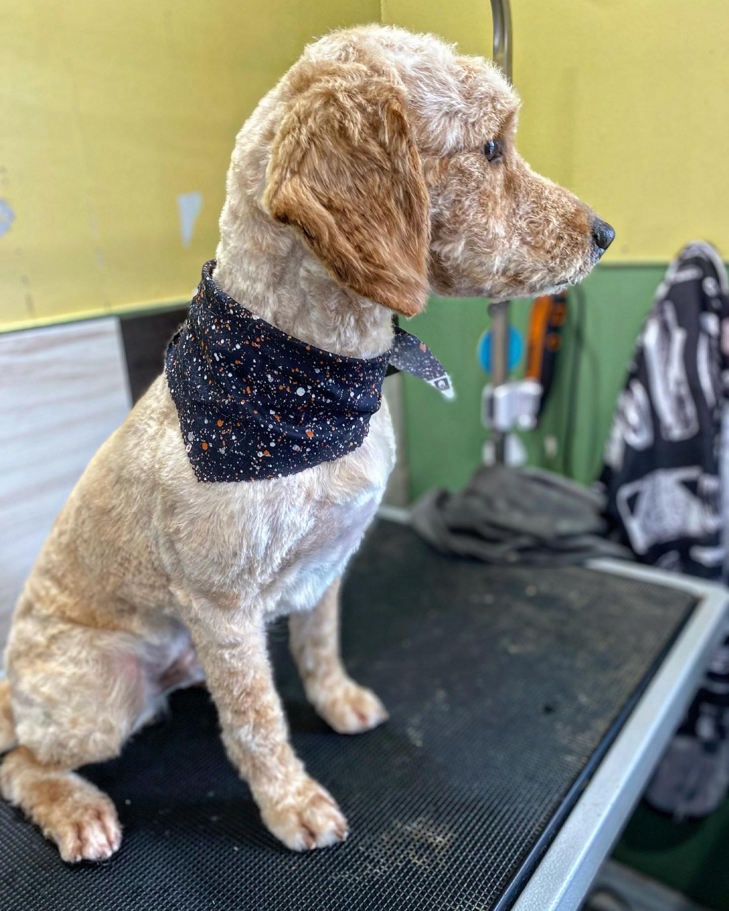 Raul’s Ruff Cuts | Welland ON
