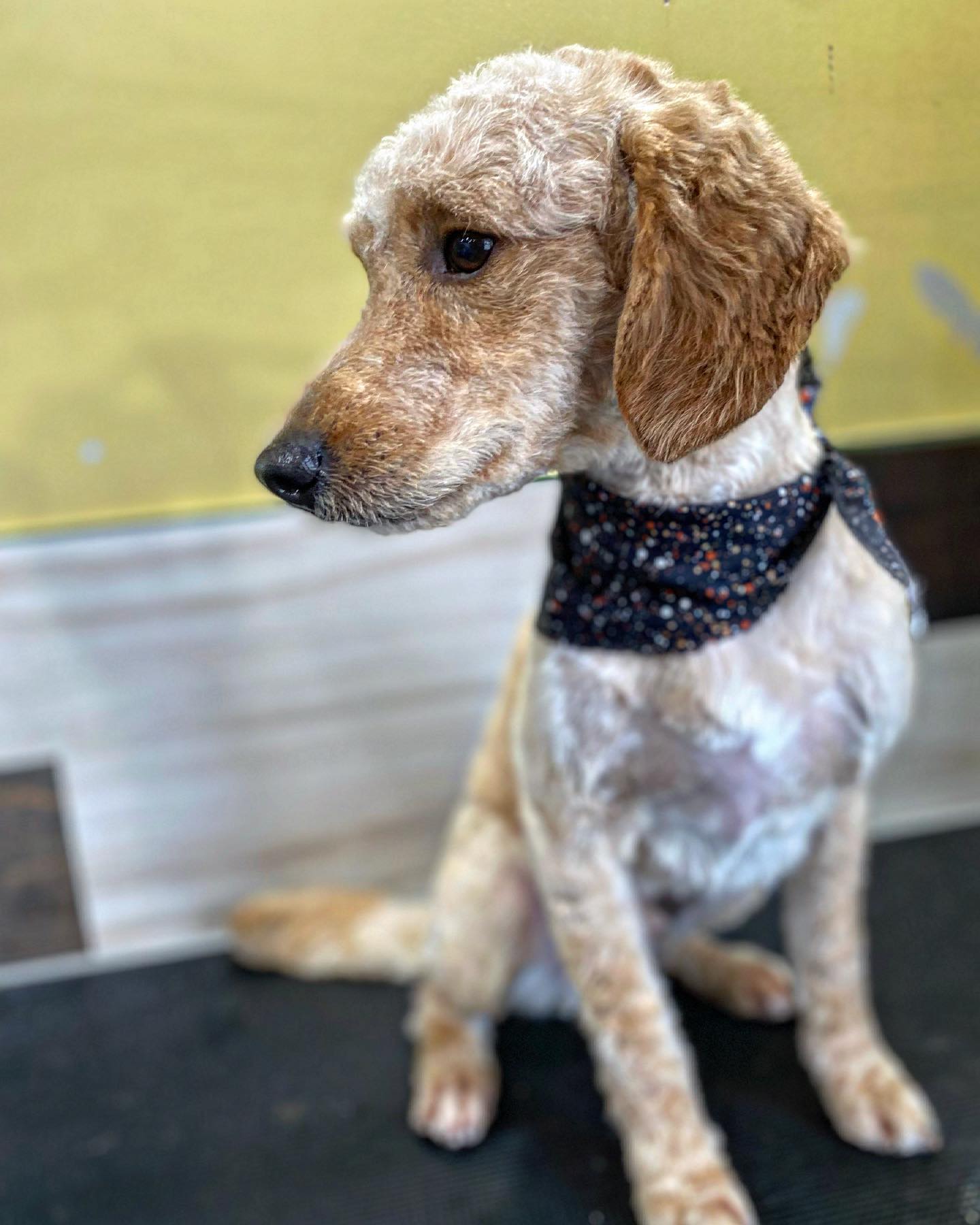 Raul’s Ruff Cuts | Welland ON