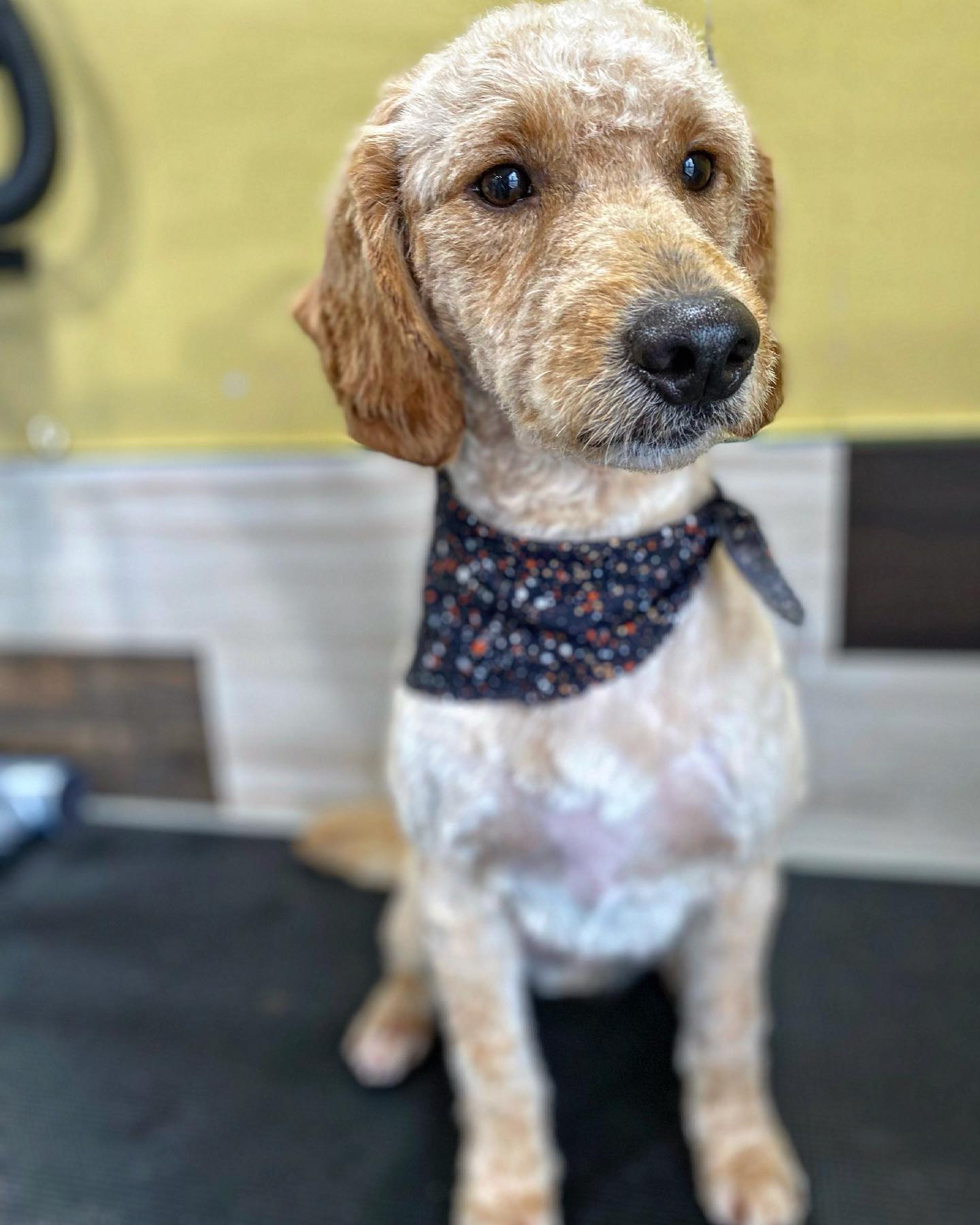 Raul’s Ruff Cuts | Welland ON