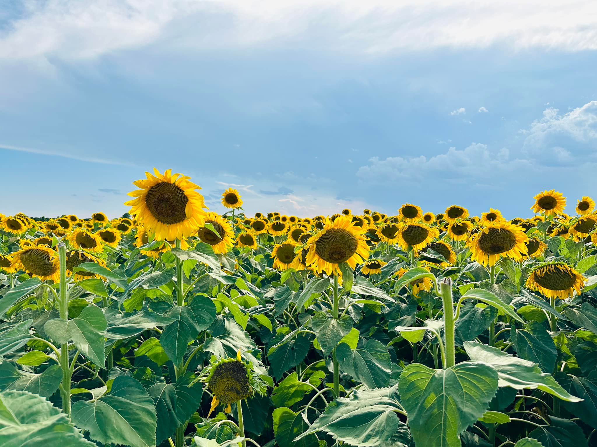 Texas sunflower field on Old Lorena Road near Waco