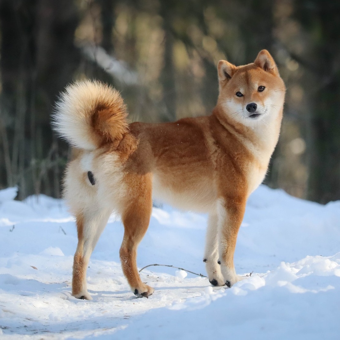 No minami... - No minami Kiba - Elevage familial de shiba-inu