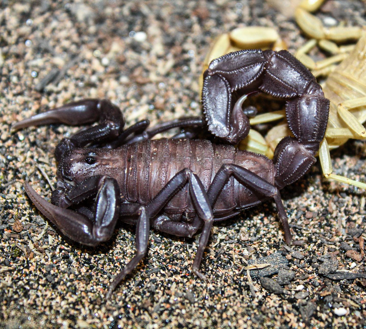 Androctonus australis 