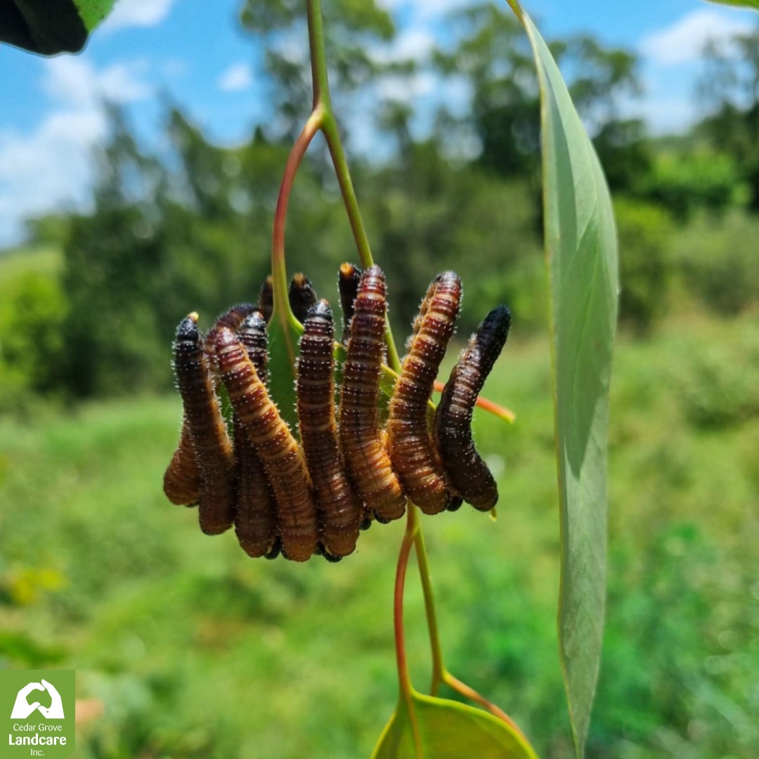 Cedar - 🐛 What’s the Deal with Spitfires? 🐛 If you've ever seen a ...