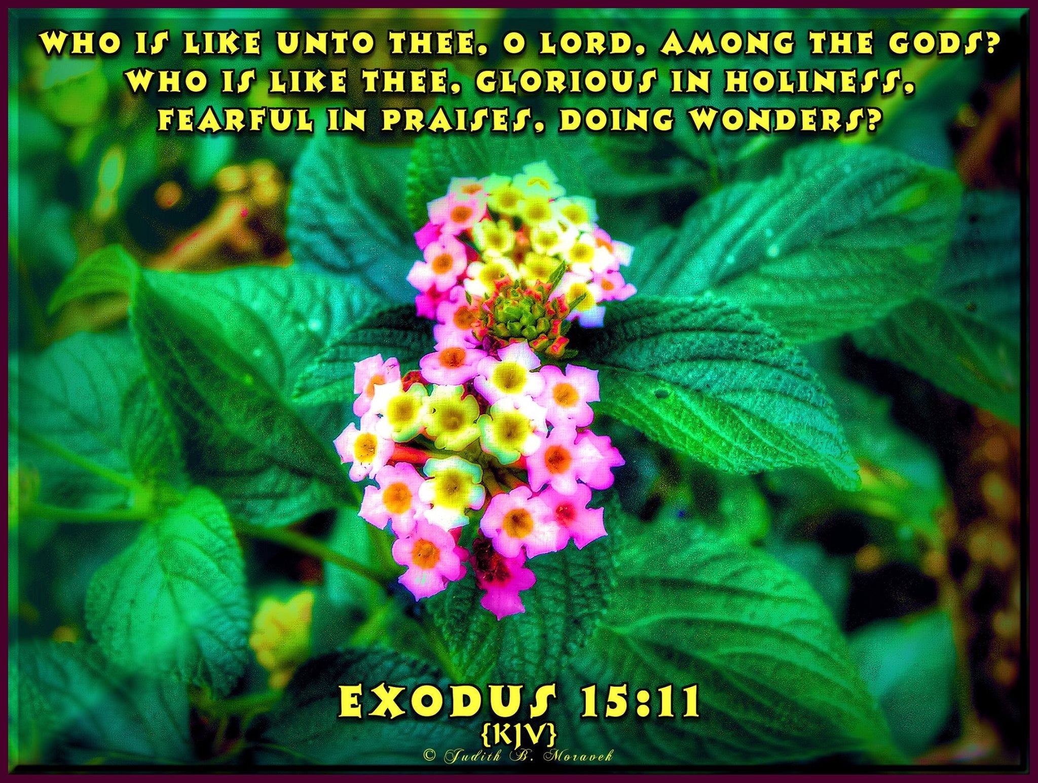 King James Bible Scripture Pictures - While they promise them liberty ...