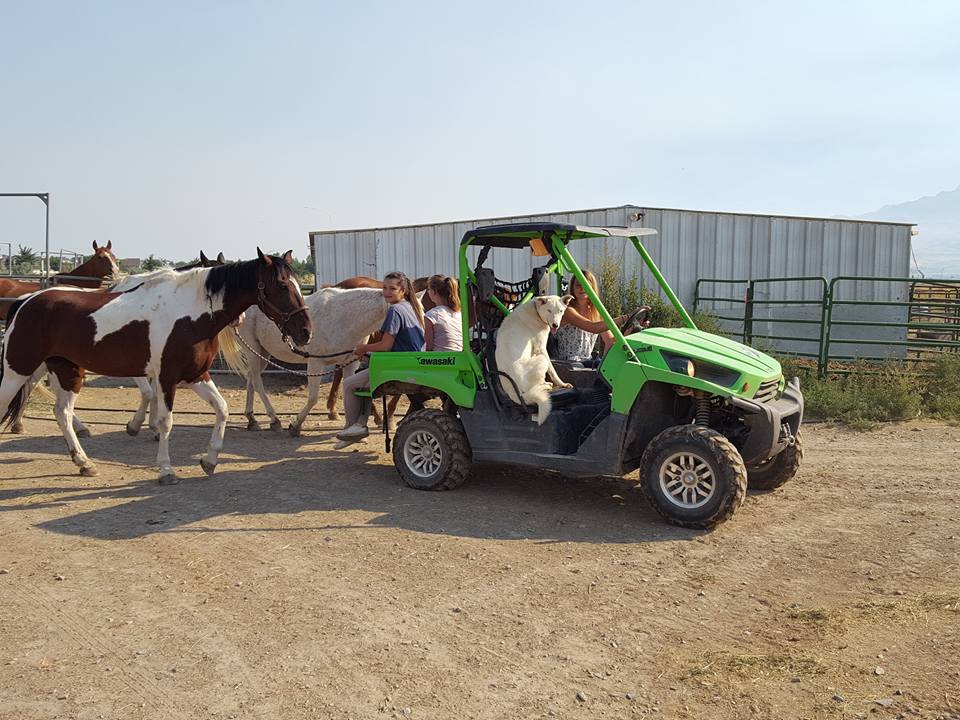 Silver Springs Stables