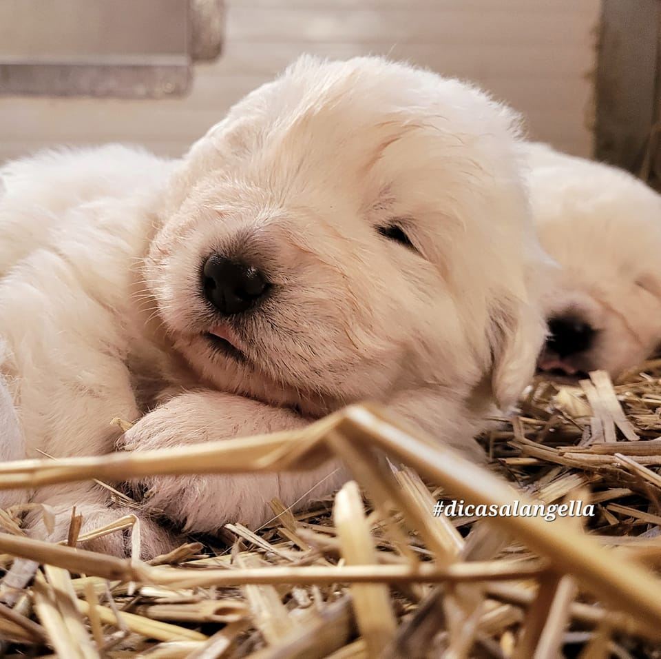 Allevamento di Casa Langella - Cane da Pastore Maremmano Abruzzese ...