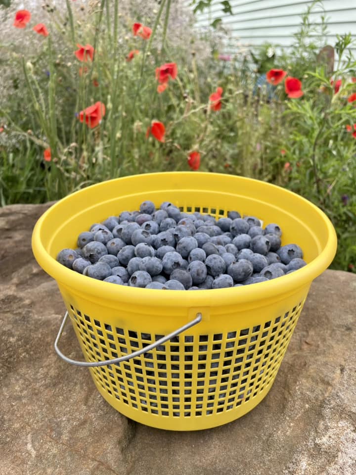 The post we’ve been waiting for,... - Blueberry Ridge Farm | Facebook