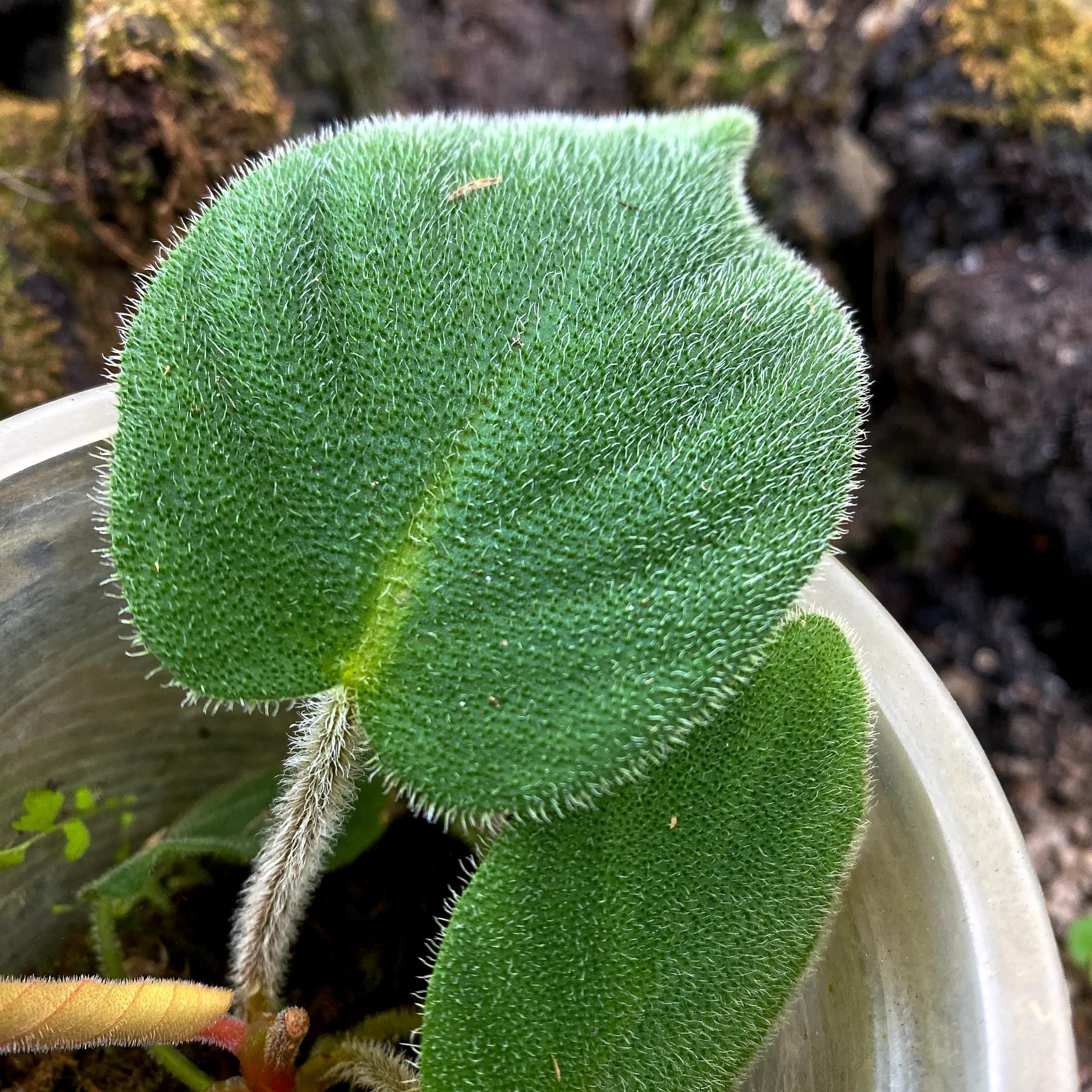 Homalomena sp Hairy is one of exotic plants from Sumatra, Indonesia.