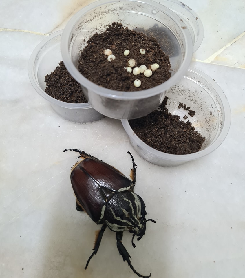 Royal Beetle - Goliahtus goliathus (WF) Found some eggs in...