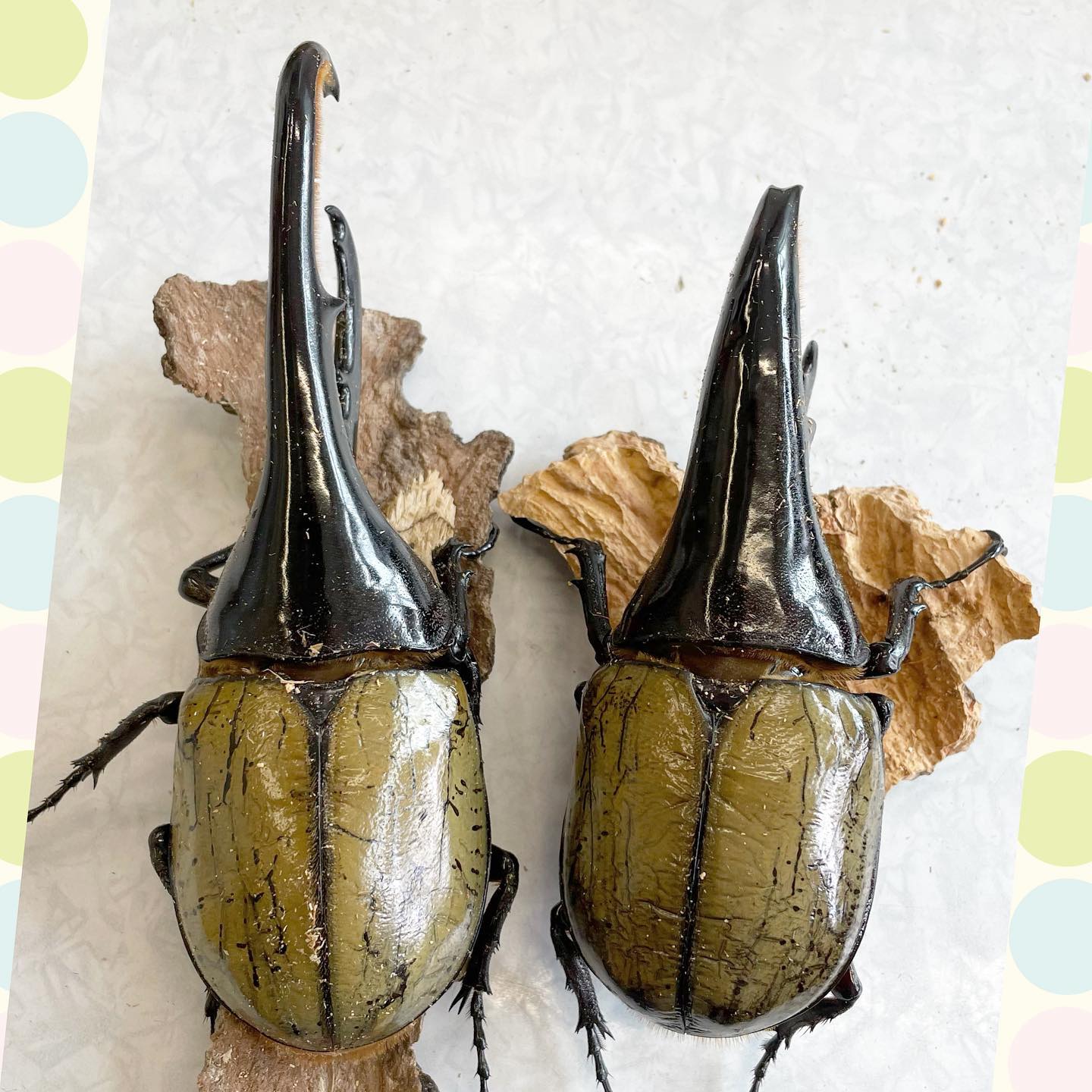 蟲森萬象甲蟲專門店discovery Beetles Publicacoes Facebook