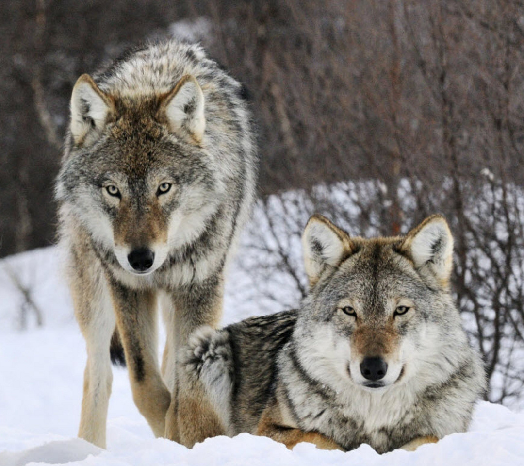 Wolf Conservation... - Wolf Conservation Initiative